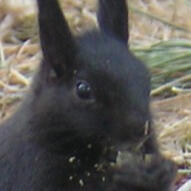 BLACK ABERT'S SQUIRREL