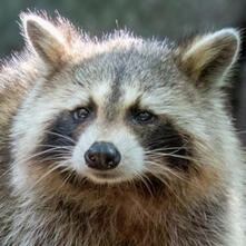 RACCOON