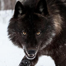 BLACK WOLF