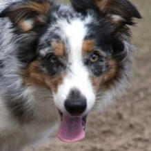 BLUE MERLE TRI BORDER COLLIE