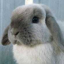 RABBIT