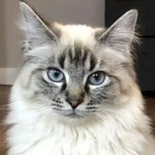 BLUE LYNX POINT CAT
