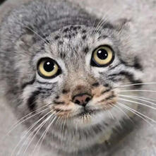 MANUL (PALLAS'S CAT)