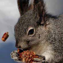 ABERT'S SQUIRREL