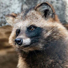 TANUKI