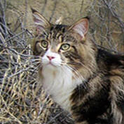 BROWN CLASSIC TABBY W/ WHITE SPOTTING