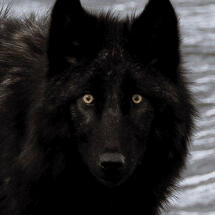 BLACK GREY WOLF