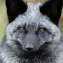 SILVER FOX