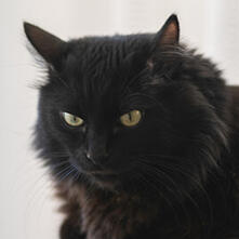 BLACK LONG/MEDIUM HAIR CAT