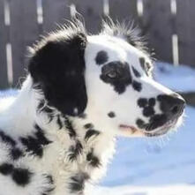 LONGHAIR DALMATIAN